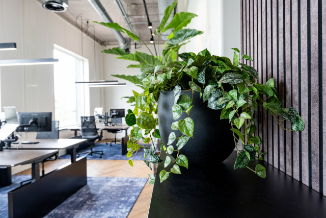 Referenzbild_cnx88